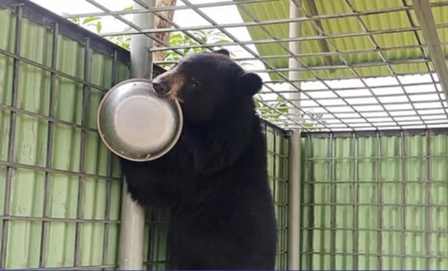 নিজ বাড়িতে ভালুক পোষার কথা স্বীকার করে বন বিভাগকে জানালেন সাবেক ইউপি সদস্য